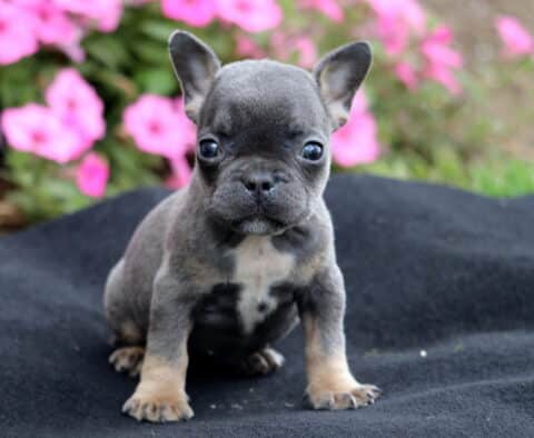 Blue and tan French Bulldog puppy sitting on a black blanket with pink flowers in the background, looking directly at the camera.