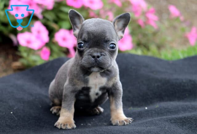 Blue and tan French Bulldog puppy sitting on a black blanket with pink flowers in the background, looking directly at the camera. image