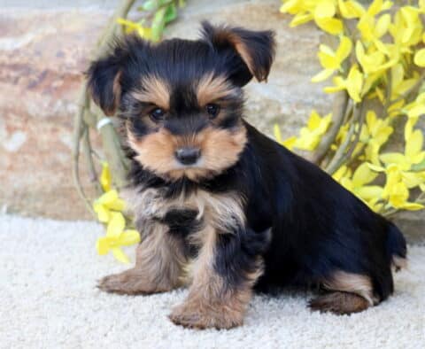 Babycakes Yorkie