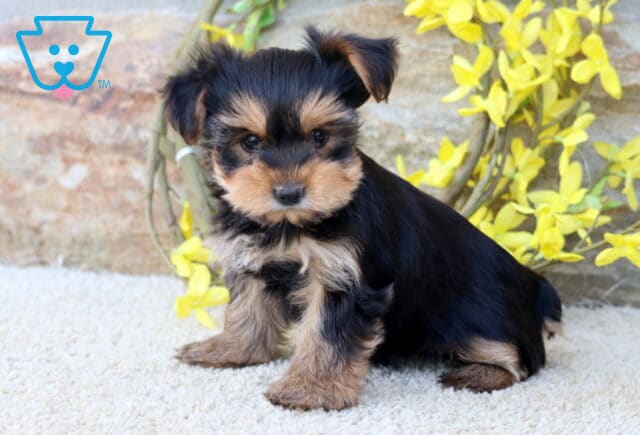 Babycakes Yorkie image