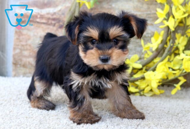 Babycakes Yorkie2 image