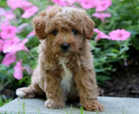 Banks Mini Poodle