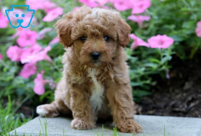 Banks Mini Poodle image