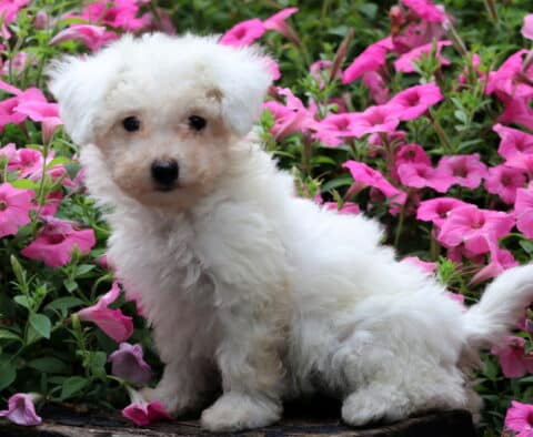 Fluffy white Bichpoo puppy sitting among vibrant pink flowers.