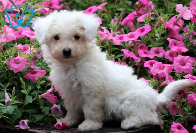Barbie Bichpoo image