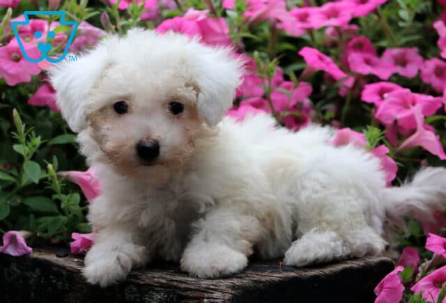 Barbie Bichpoo2 image