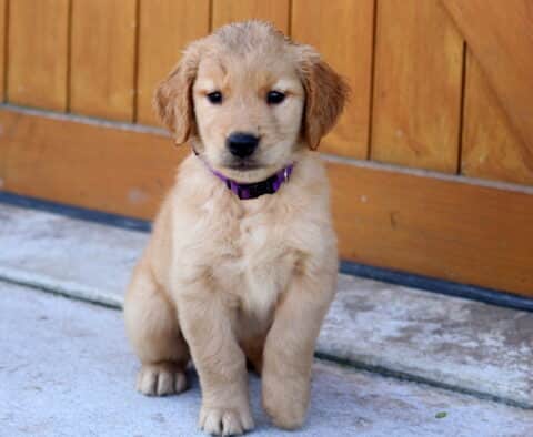 Golden Retriever puppy sitting on a concrete surface in front of a wooden fence, wearing a purple collar.