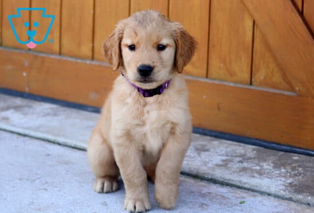 Golden Retriever puppy sitting on a concrete surface in front of a wooden fence, wearing a purple collar. image