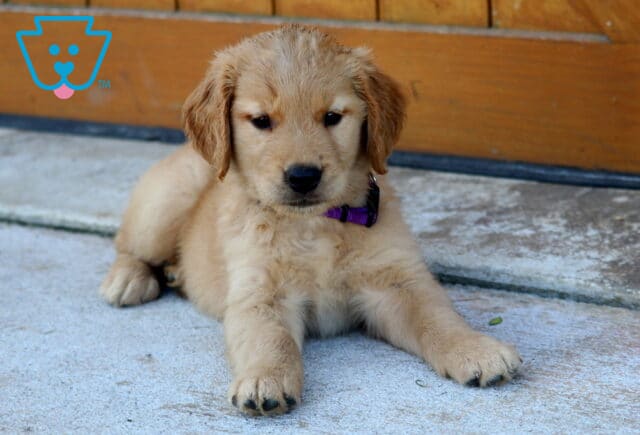 Golden Retriever puppy lying on a concrete surface in front of a wooden fence, wearing a purple collar. image