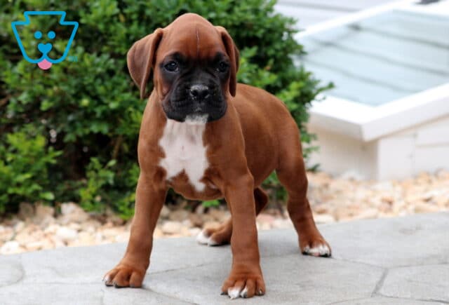Confident Boxer puppy with a dark face and white chest patch standing on a stone patio, ears perked and stance alert, with green bushes and decorative rocks in the background. image