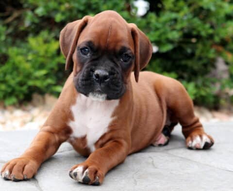 Adorable Boxer puppy lying on a stone patio with front legs stretched forward, featuring a sleek fawn coat, dark muzzle, and white chest, looking calm and content.