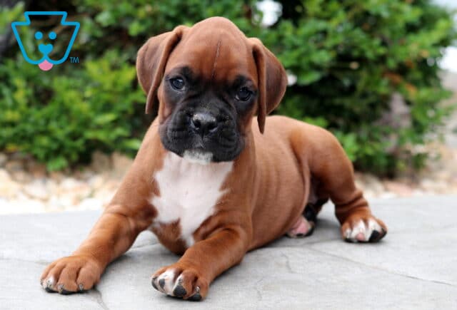 Adorable Boxer puppy lying on a stone patio with front legs stretched forward, featuring a sleek fawn coat, dark muzzle, and white chest, looking calm and content. image