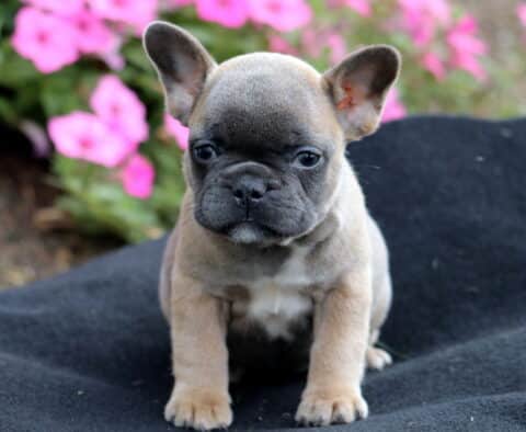 Fawn French Bulldog puppy sitting on a black blanket outdoors with pink flowers in the background.
