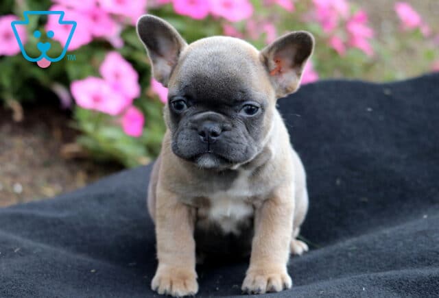 Fawn French Bulldog puppy sitting on a black blanket outdoors with pink flowers in the background. image
