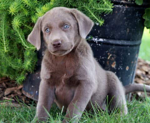 Bean Lab