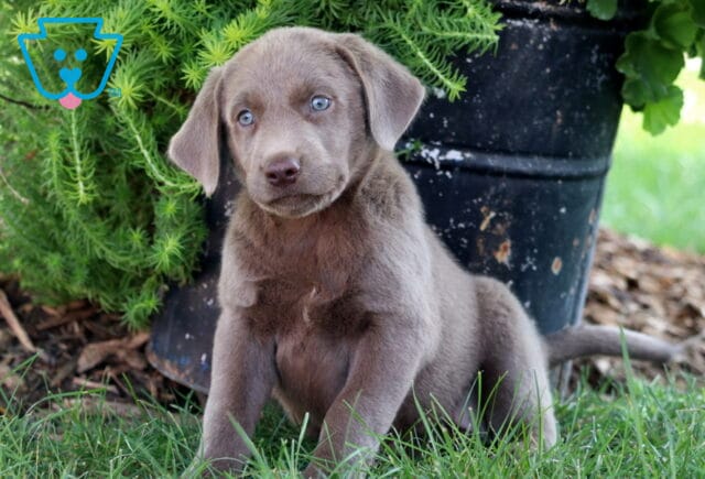 Silver Labrador Retriever puppy with blue eyes sitting in the grass beside a planter. image