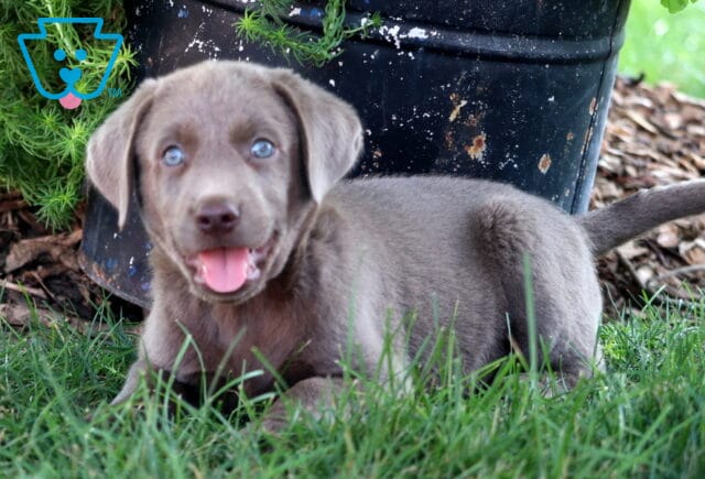 Playful Silver Lab puppy with blue eyes lying in the grass and panting happily. image