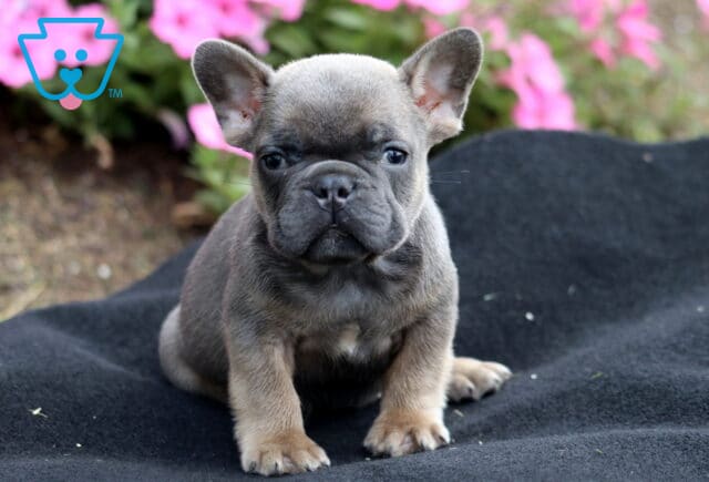 French Bulldog puppy sitting on a black blanket outdoors with pink flowers in the background. image