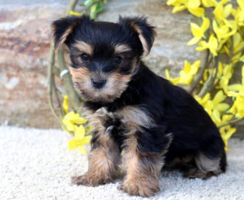 Bear Yorkie