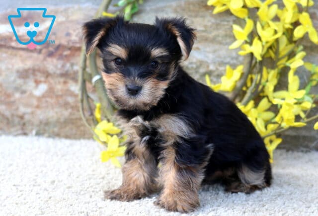 Bear Yorkie image