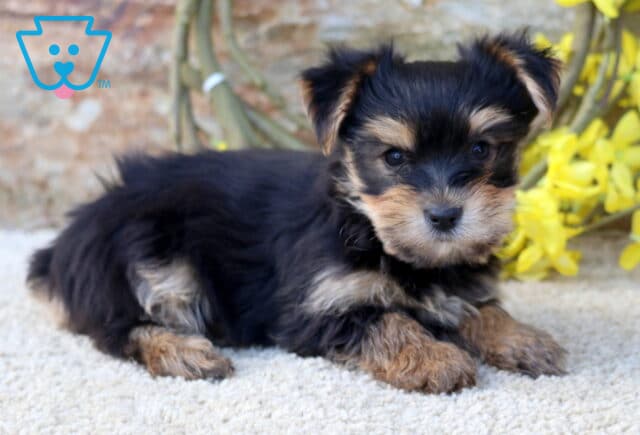 Bear Yorkie2 image