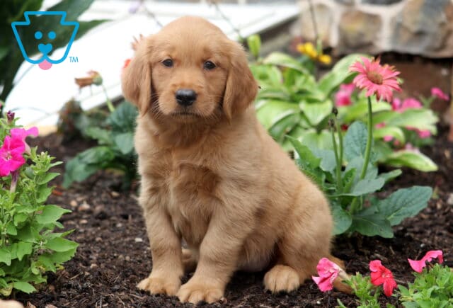 Beauty Golden image