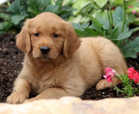 Beauty Golden2