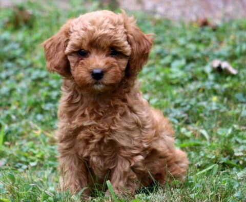 Becca Cavapoo