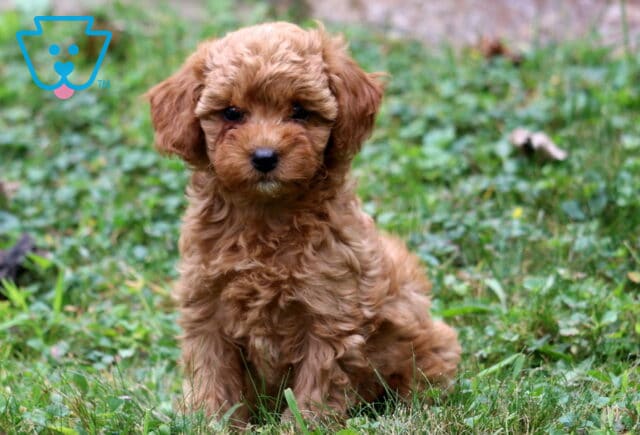 Becca Cavapoo image