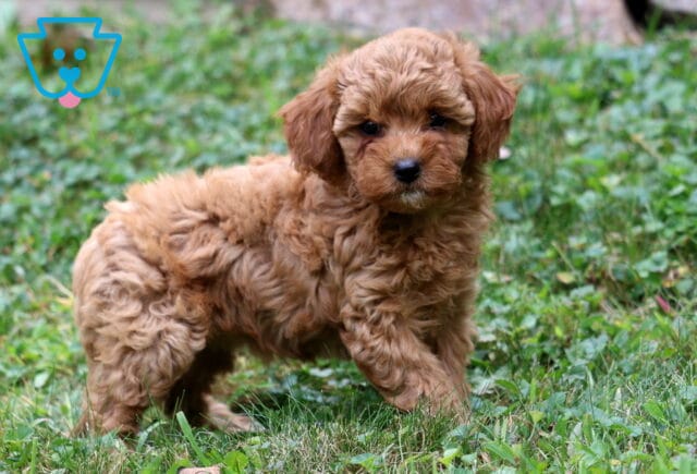Becca Cavapoo2 image