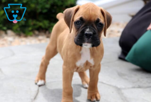 Curious fawn-colored Boxer puppy standing on a stone patio with a white chest marking and black mask, looking directly at the camera with soft, inquisitive eyes. image