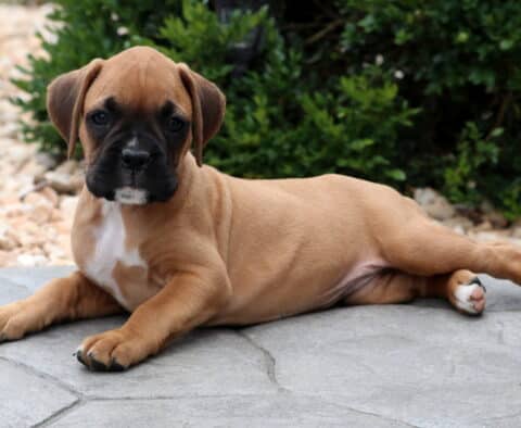 Relaxed fawn Boxer puppy lying stretched out on a stone patio, gazing calmly at the camera with a black mask and white chest, surrounded by pebbles and greenery.