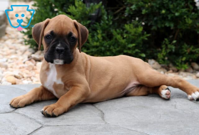 Relaxed fawn Boxer puppy lying stretched out on a stone patio, gazing calmly at the camera with a black mask and white chest, surrounded by pebbles and greenery. image