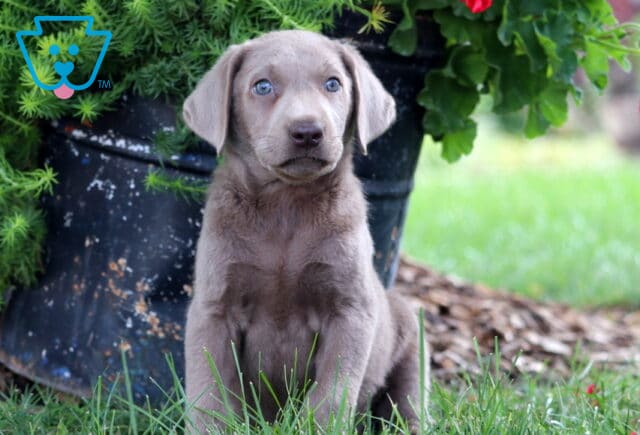 Adorable Silver Labrador Retriever puppy with blue eyes sitting upright in the grass beside a rustic black flower pot and greenery. image