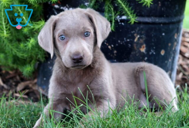 Sweet Silver Labrador Retriever puppy with soft gray coat and blue eyes laying in the grass in front of a rustic flower pot. image