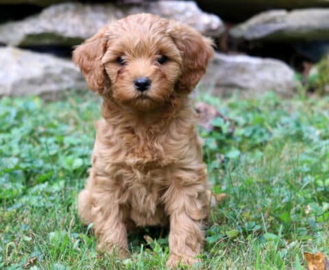 Bell Cavapoo