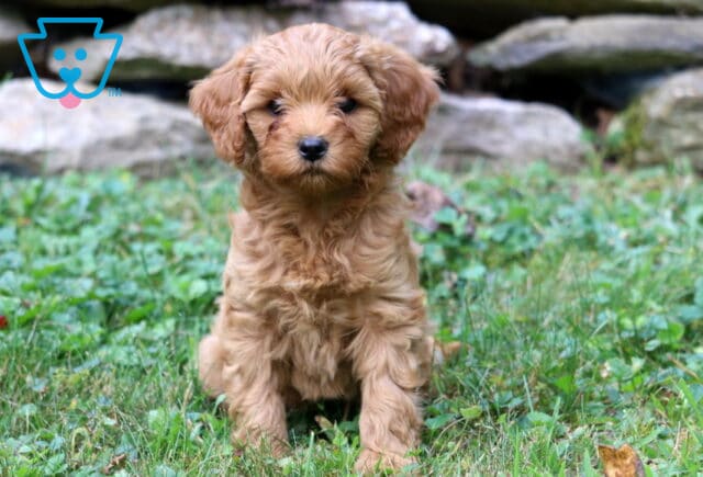 Bell Cavapoo image