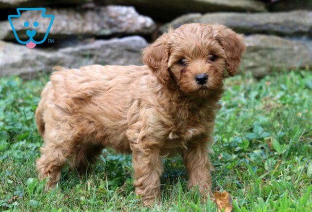Bell Cavapoo2 image