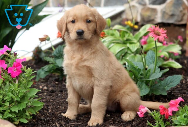 Bella Golden image