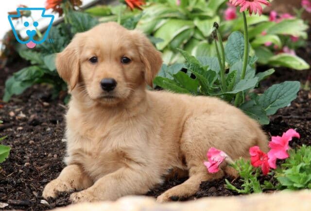 Bella Golden2 image