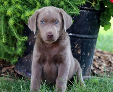 Bella Lab