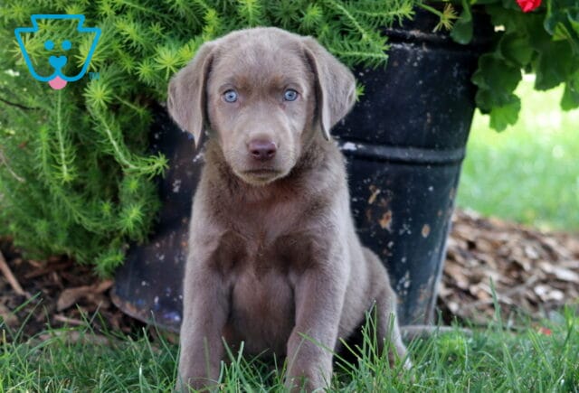 Silver Labrador puppy with striking blue eyes sitting alertly in the grass by a planter. image