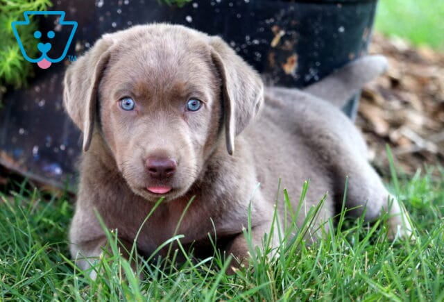 Silver Labrador puppy lying in the grass with blue eyes and tiny tongue peeking out. image