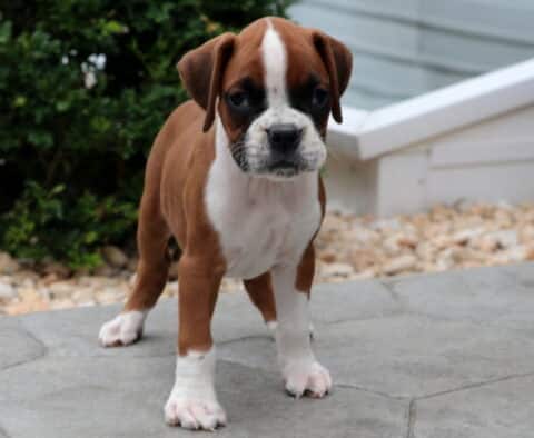Boxer puppy with a bold white stripe down its face and white speckled muzzle standing alert on a stone patio, surrounded by rocks and greenery.
