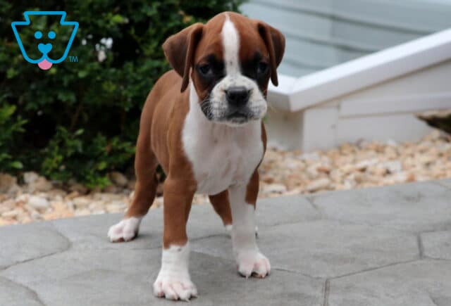 Boxer puppy with a bold white stripe down its face and white speckled muzzle standing alert on a stone patio, surrounded by rocks and greenery. image