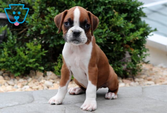 Charming Boxer puppy sitting on a stone surface with one paw slightly turned out, displaying a white blaze on its face, white legs, and a sweet, curious expression. image