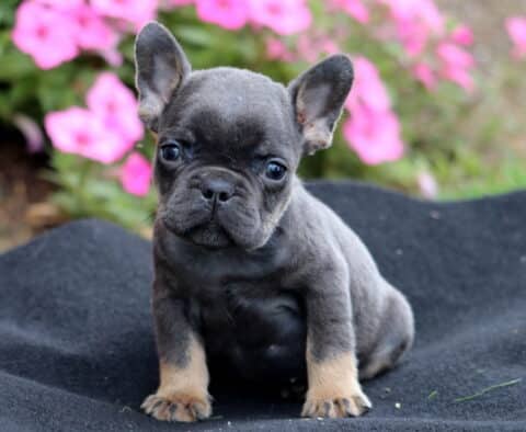 Blue and tan French Bulldog puppy sitting on a black blanket outdoors with pink flowers in the background.