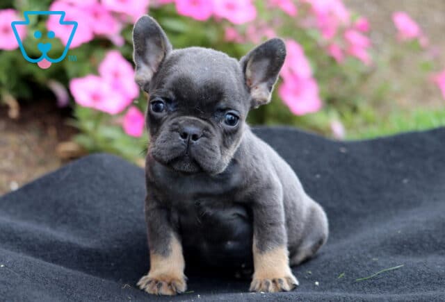 Blue and tan French Bulldog puppy sitting on a black blanket outdoors with pink flowers in the background. image