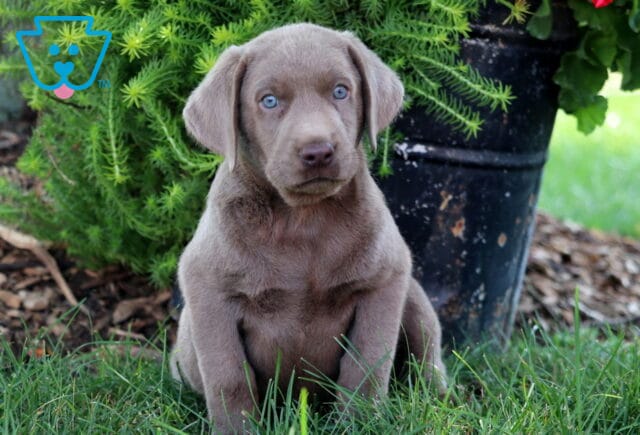 Adorable Silver Labrador Retriever puppy sitting upright in the grass with striking blue eyes, looking curious in front of a rustic flower pot. image