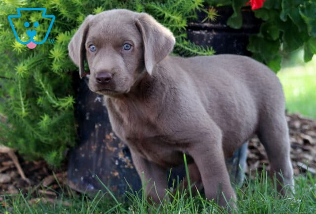 Playful Silver Labrador Retriever puppy standing in the grass with bright blue eyes, looking curious in front of a flower pot and greenery. image